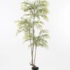 Artificial Tree 80*75*150cm heavenly bamboo tree in pp pot GS-48521029 Tree&Plant YeahFlower is one of Chinese leading OEM manufacturers and exporters , supplying the silk flowers, wholesale artificial trees
