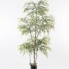 Artificial Tree 100*80*178cm heavenly bamboo tree in pp pot GS-48521030 Tree&Plant YeahFlower is one of Chinese leading OEM manufacturers and exporters , supplying the silk flowers, wholesale artificial trees