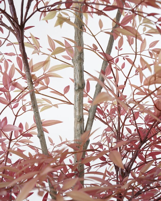 Artificial Tree 95*80*175cm heavenly bamboo tree in pp pot GS-48521033 Tree&Plant YeahFlower is one of Chinese leading OEM manufacturers and exporters , supplying the silk flowers, wholesale artificial trees