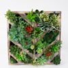 Artificial succulent desert plant in Wood planter GS-51721069 Artificial succulent 30*10*30cm desert plant in Wood planter GS-51721069 Succulent YeahFlower is one of Chinese leading OEM manufacturers and exporters , supplying the silk flowers, wholesale artificial trees