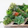 Artificial succulent desert plant in Wood planter GS-51721069_3 Artificial succulent 30*10*30cm desert plant in Wood planter GS-51721069 Succulent YeahFlower is one of Chinese leading OEM manufacturers and exporters , supplying the silk flowers, wholesale artificial trees