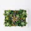 Artificial succulent 71*17*56CM desert plant in Wood planter GS-51721074 Succulent YeahFlower is one of Chinese leading OEM manufacturers and exporters , supplying the silk flowers, wholesale artificial trees