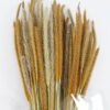 Dried Flowers 10*10*78CM Dried natural items  with PP wrapped(80g, H:50CM) GS-56621106 Bouquet YeahFlower is one of Chinese leading OEM manufacturers and exporters , supplying the silk flowers, wholesale artificial trees