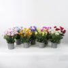 Artificial Flower 32*32*42cm Danish chrysanthemum in melamine pot GS-26221079 Potted Flowers&Plants YeahFlower is one of Chinese leading OEM manufacturers and exporters , supplying the silk flowers, wholesale artificial trees