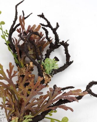 Artificial Flower 26*54cm Dead Spray GS-57721034 Single Flowers YeahFlower is one of Chinese leading OEM manufacturers and exporters , supplying the silk flowers, wholesale artificial trees