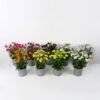 Artificial Flower 32*32*39 Little chrysanthemum in melamine pot GS-26221080 Potted Flowers&Plants YeahFlower is one of Chinese leading OEM manufacturers and exporters , supplying the silk flowers, wholesale artificial trees