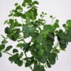 Artificial Plant 40*49cm  Eucalyptus bush*5 GS-53421003 Leaves&Sprays&Foliages YeahFlower is one of Chinese leading OEM manufacturers and exporters , supplying the silk flowers, wholesale artificial trees