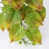 Artificial Plant 52*34*21cm Rohdea japonica Bush GS-06921062 Leaves&Sprays&Foliages YeahFlower is one of Chinese leading OEM manufacturers and exporters , supplying the silk flowers, wholesale artificial trees