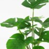Artificial Plant 28*32cm Rohdea japonica GS-06921063-G3 Leaves&Sprays&Foliages YeahFlower is one of Chinese leading OEM manufacturers and exporters , supplying the silk flowers, wholesale artificial trees
