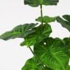 Artificial Plant 32*31cm Rohdea japonica GS-06921065-G2 Leaves&Sprays&Foliages YeahFlower is one of Chinese leading OEM manufacturers and exporters , supplying the silk flowers, wholesale artificial trees