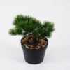 Artificial Plant 18*16*19cm mini tree in PP pot GS-51721089 Potted Flowers&Plants YeahFlower is one of Chinese leading OEM manufacturers and exporters , supplying the silk flowers, wholesale artificial trees