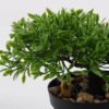 Artificial Plant 18*16*20cm mini tree in PP pot GS-51721090 Potted Flowers&Plants YeahFlower is one of Chinese leading OEM manufacturers and exporters , supplying the silk flowers, wholesale artificial trees