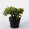 Artificial Plant 20*16*19cm mini tree in PP pot GS-51721091 Potted Flowers&Plants YeahFlower is one of Chinese leading OEM manufacturers and exporters , supplying the silk flowers, wholesale artificial trees
