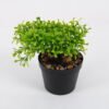Artificial Plant 18*16*19cm mini tree in PP pot GS-51721092 Potted Flowers&Plants YeahFlower is one of Chinese leading OEM manufacturers and exporters , supplying the silk flowers, wholesale artificial trees