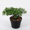 Artificial Plant 18*16*19cm mini tree in PP pot GS-51721092 Potted Flowers&Plants YeahFlower is one of Chinese leading OEM manufacturers and exporters , supplying the silk flowers, wholesale artificial trees