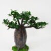 Artificial Tree 55*39*53cm Baobab tree GS-48521051 Tree&Plant YeahFlower is one of Chinese leading OEM manufacturers and exporters , supplying the silk flowers, wholesale artificial trees