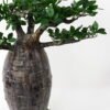 Artificial Tree 92*75*84cm Baobab tree GS-48521052 Tree&Plant YeahFlower is one of Chinese leading OEM manufacturers and exporters , supplying the silk flowers, wholesale artificial trees