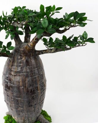 Artificial Tree 92*75*84cm Baobab tree GS-48521052 Tree&Plant YeahFlower is one of Chinese leading OEM manufacturers and exporters , supplying the silk flowers, wholesale artificial trees