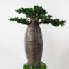 Artificial Tree Baobab tree GS-48521053_3 Artificial Tree 115*88*125cm Baobab tree GS-48521053 Tree&Plant YeahFlower is one of Chinese leading OEM manufacturers and exporters , supplying the silk flowers, wholesale artificial trees