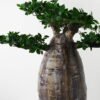 Artificial Tree Baobab tree GS-48521053_5 Artificial Tree 115*88*125cm Baobab tree GS-48521053 Tree&Plant YeahFlower is one of Chinese leading OEM manufacturers and exporters , supplying the silk flowers, wholesale artificial trees