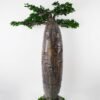 Artificial Tree 135*100*170cm Baobab tree GS-48521054 Tree&Plant YeahFlower is one of Chinese leading OEM manufacturers and exporters , supplying the silk flowers, wholesale artificial trees