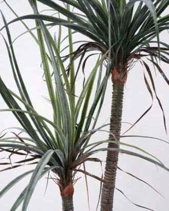 Artificial Tree 92*80*153cm Dacaena*2 in pot(39Leaves) GS-61121002 Tree&Plant YeahFlower is one of Chinese leading OEM manufacturers and exporters , supplying the silk flowers, wholesale artificial trees