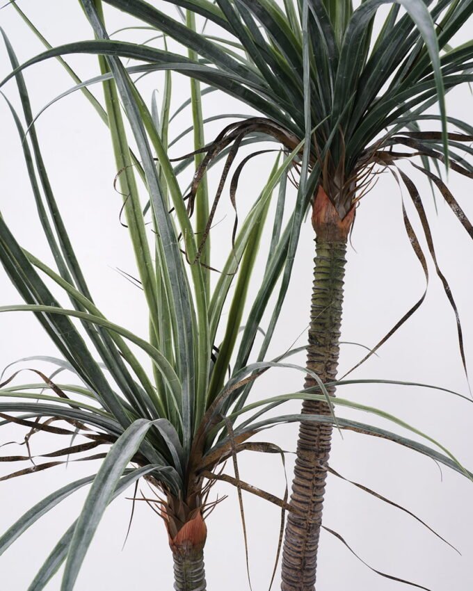 Artificial Tree 92*80*153cm Dacaena*2 in pot(39Leaves) GS-61121002 Tree&Plant YeahFlower is one of Chinese leading OEM manufacturers and exporters , supplying the silk flowers, wholesale artificial trees