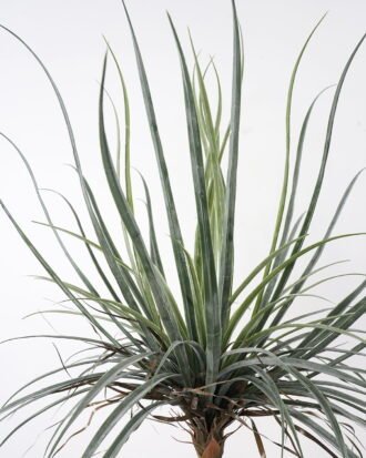 Artificial Tree 88*88*138cm Dacaena in pot(20Leaves) GS-61121007 Tree&Plant YeahFlower is one of Chinese leading OEM manufacturers and exporters , supplying the silk flowers, wholesale artificial trees