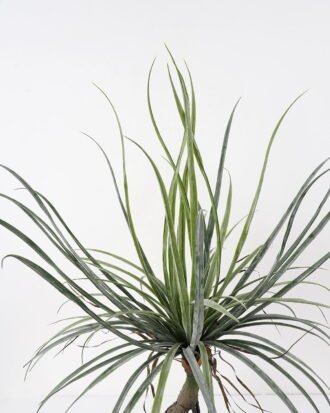 Artificial Tree 88*88*102cm Dacaena in pot(24Leaves) GS-61121008 Tree&Plant YeahFlower is one of Chinese leading OEM manufacturers and exporters , supplying the silk flowers, wholesale artificial trees