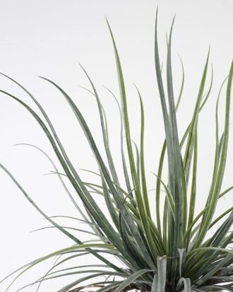 Artificial Tree 92*92*164cm Dacaena in pot(36Leaves) GS-61121006 Tree&Plant YeahFlower is one of Chinese leading OEM manufacturers and exporters , supplying the silk flowers, wholesale artificial trees