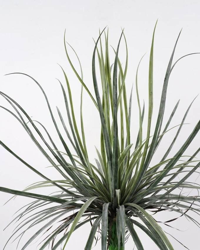 Artificial Tree 90*90*113cm Dacaena in pot(36Leaves) GS-61121009 Tree&Plant YeahFlower is one of Chinese leading OEM manufacturers and exporters , supplying the silk flowers, wholesale artificial trees