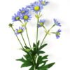 Artificial Flower 13*50cm Daisy spray*11 GS-26221084-B1 Flowers Bush YeahFlower is one of Chinese leading OEM manufacturers and exporters , supplying the silk flowers, wholesale artificial trees