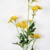 Artificial Flower 15*83cm Daisy spray*13 GS-26221085-O1 Single Flowers YeahFlower is one of Chinese leading OEM manufacturers and exporters , supplying the silk flowers, wholesale artificial trees