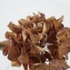 Artificial Flower 22*16*32cm Hydrangea in Dired effect GS-66221001-Y2 Single Flowers YeahFlower is one of Chinese leading OEM manufacturers and exporters , supplying the silk flowers, wholesale artificial trees