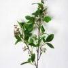Artificial Flower 22*78cm Kwai Leaves with berry(L) GS-26221105-R1 Single Flowers YeahFlower is one of Chinese leading OEM manufacturers and exporters , supplying the silk flowers, wholesale artificial trees