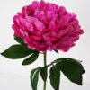 Artificial Flower 24*72cm New Peony single stem GS-26221081-R3 Single Flowers YeahFlower is one of Chinese leading OEM manufacturers and exporters , supplying the silk flowers, wholesale artificial trees