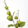 Artificial Flower 21*61cm Physalis alkekengi spray*2 GS-16821021 Single Flowers YeahFlower is one of Chinese leading OEM manufacturers and exporters , supplying the silk flowers, wholesale artificial trees