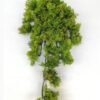 Artificial Grass 38cm moss hanging bush GS-45621025 Grass&PLANT YeahFlower is one of Chinese leading OEM manufacturers and exporters , supplying the silk flowers, wholesale artificial trees