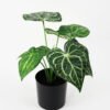 Artificial Plant 27*27*29cm Anthurium in pot GS-14521093 Potted Flowers&Plants YeahFlower is one of Chinese leading OEM manufacturers and exporters , supplying the silk flowers, wholesale artificial trees