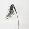 Artificial Plant 21*77cm Dried grass accessory GS-30021004 Dried Flowers YeahFlower is one of Chinese leading OEM manufacturers and exporters , supplying the silk flowers, wholesale artificial trees