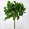 Artificial Plant 20*33cm  Kwai Leaves Bouquet*6 GS-26221091 Leaves&Sprays&Foliages YeahFlower is one of Chinese leading OEM manufacturers and exporters , supplying the silk flowers, wholesale artificial trees