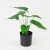 Artificial Plant 27*32*33cm Leaves in pot GS-14521094 Potted Flowers&Plants YeahFlower is one of Chinese leading OEM manufacturers and exporters , supplying the silk flowers, wholesale artificial trees