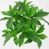 Artificial Plant 27*27*28cm Pieris japonica Bush*9 GS-51121004 Leaves&Sprays&Foliages YeahFlower is one of Chinese leading OEM manufacturers and exporters , supplying the silk flowers, wholesale artificial trees