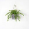Artificial Plant 19*19*15cm Rosemary  Garland in Paper pulp pot GS-05521188 Banners&Garlands YeahFlower is one of Chinese leading OEM manufacturers and exporters , supplying the silk flowers, wholesale artificial trees
