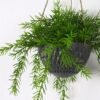 Artificial Plant 20*20*13cm Rosemary  Garland in melamine pot GS-05521186 Banners&Garlands YeahFlower is one of Chinese leading OEM manufacturers and exporters , supplying the silk flowers, wholesale artificial trees