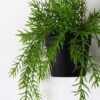 Artificial Plant 20*20*14cm Rosemary  Garland in pe pot GS-05521187 Banners&Garlands YeahFlower is one of Chinese leading OEM manufacturers and exporters , supplying the silk flowers, wholesale artificial trees