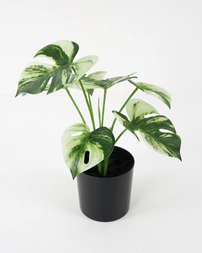 Artificial Plant 28*24*27cm mini Montera * 7 in pot (3D printing) GS-14521103 Potted Flowers&Plants YeahFlower is one of Chinese leading OEM manufacturers and exporters , supplying the silk flowers, wholesale artificial trees