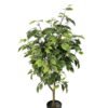 Artificial Tree 110cm Anti-UV Ficus Tree 528lvs GS-66021095-UV Artificial Tree 110cm Anti-UV Ficus Tree /528lvs GS-66021095-UV Tree&Plant YeahFlower is one of Chinese leading OEM manufacturers and exporters , supplying the silk flowers, wholesale artificial trees