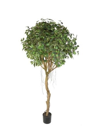 Artificial Tree 160cm Anti-UV Ficus Tree GS-66021098-UV Tree&Plant 3,000+ sqm showroom with thousands of artificial flowers, plants & trees ready for global sourcing.