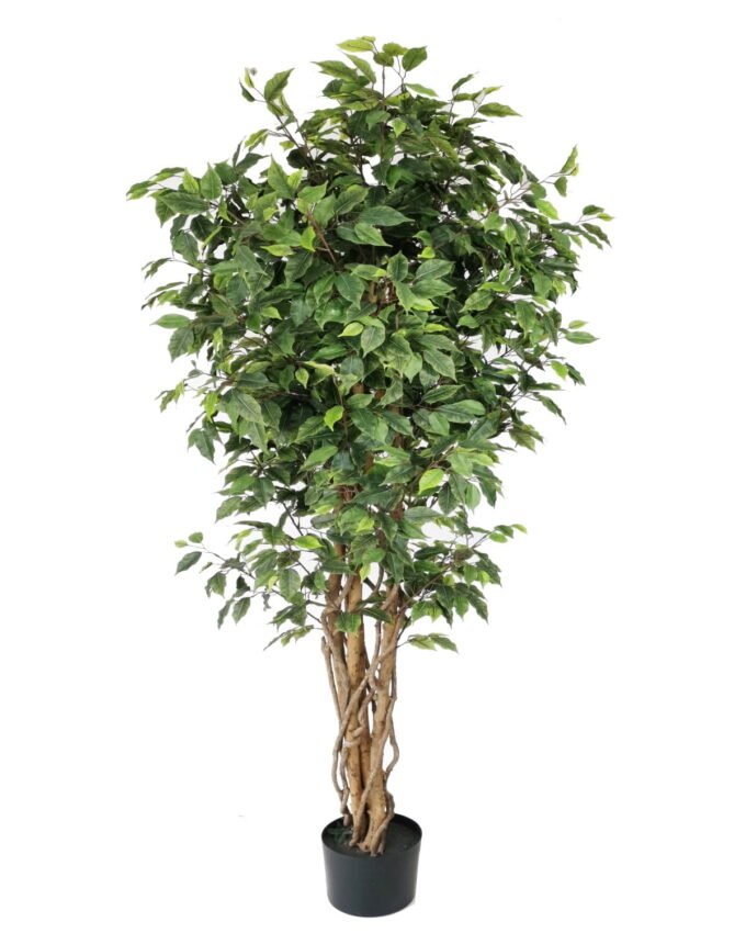 Artificial Tree 210cm Anti-UV Ficus Tree*4 /1980lvs GS-66021092-UV Tree&Plant 3,000+ sqm showroom with thousands of artificial flowers, plants & trees ready for global sourcing.